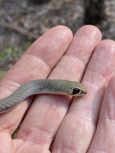 Yellow-faced Whipsnake sighting