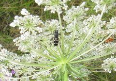 Chlorophorus sartor
