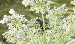 Chlorophorus sartor