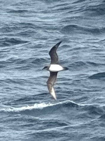 Atlantic Petrel (Pterodroma incerta), photo 2