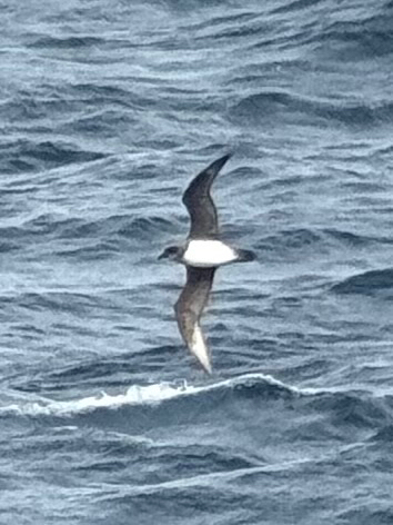 Atlantic Petrel (Pterodroma incerta), photo 2
