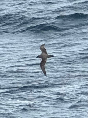 Atlantic Petrel (Pterodroma incerta), photo 3