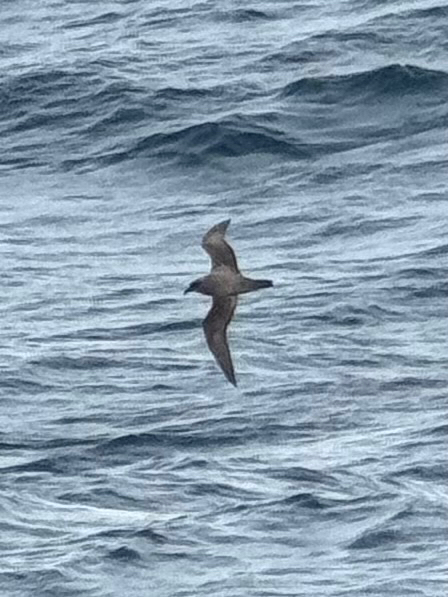 Atlantic Petrel (Pterodroma incerta), photo 3
