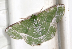 Eucyclodes insperata