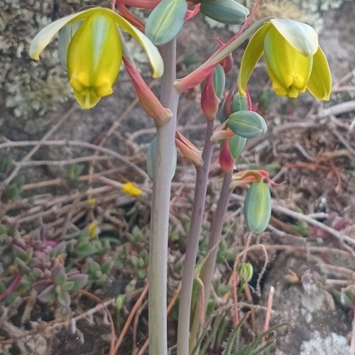 Albuca xanthocodon