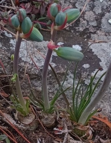 Albuca xanthocodon