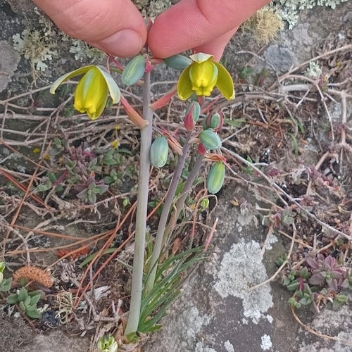 Albuca xanthocodon