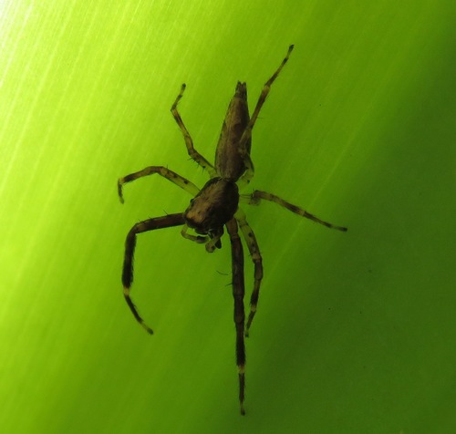 Bronze Hopper photo 4