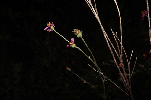 Image of Bidens aequisquama by (c) alejandrozab, some rights reserved (CC BY)