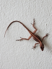 Anolis cristatellus cristatellus