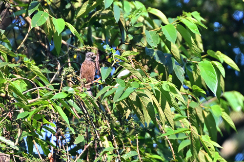 iNaturalist image