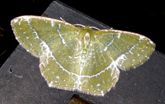 Eucyclodes insperata