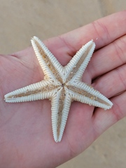Astropecten irregularis