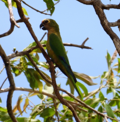 Peach-fronted Parakeet