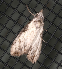 Nola pleurochorda