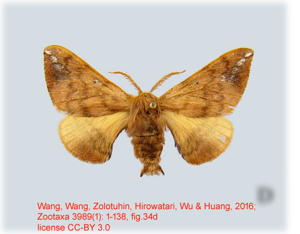 Smerkata ulliae