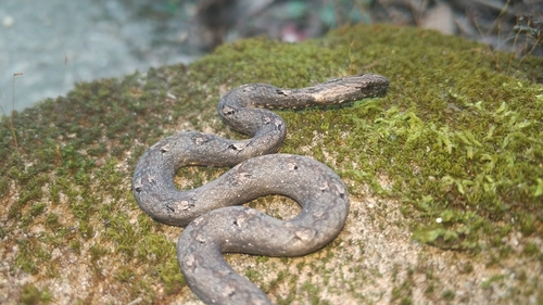 Common Mock Viper