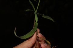 Paspalum convexum