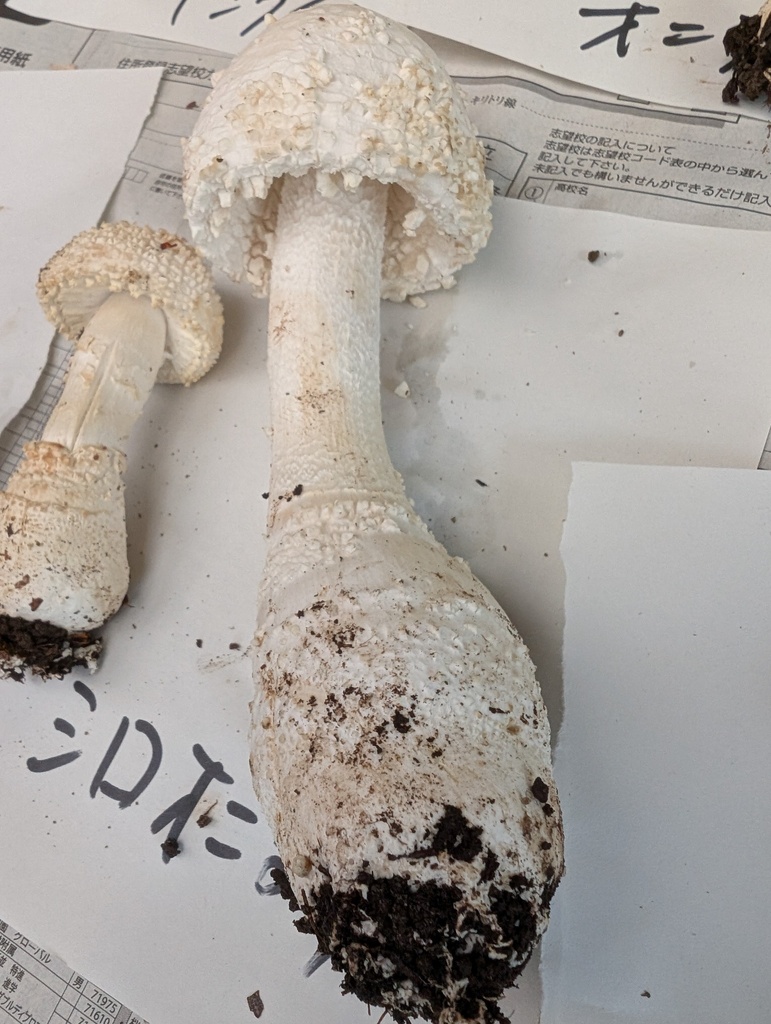 Amanita virgineoides · October 2025 · photo: © atsushi_nakajima_cirque (iNaturalist, cc-by)