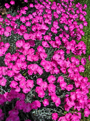 Dianthus gratianopolitanus