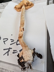 タマシロオニタケ