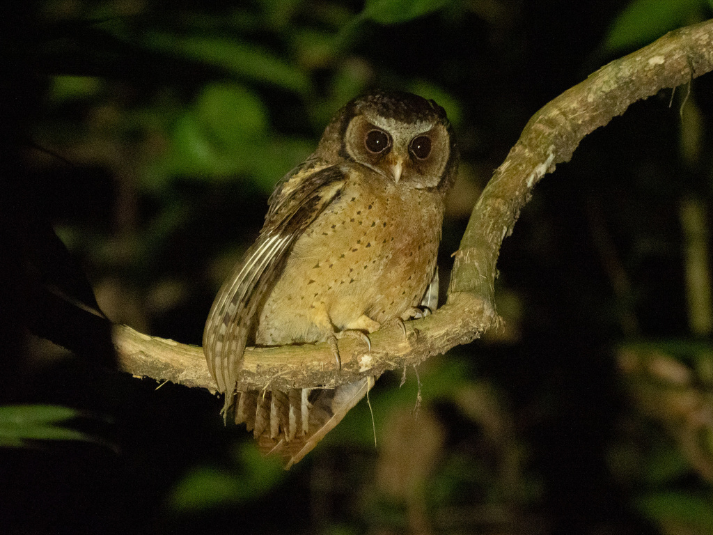 White-fronted Scops-Owl (Otus sagittatus) photo