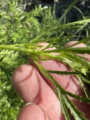 Artemisia biennis, photograph author not stated, no rights reserved