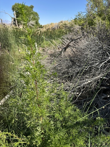biennial wormwood (Artemisia biennis)