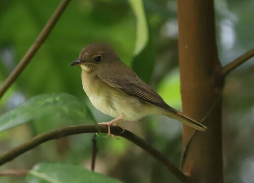Brown-chested Jungle Flycatcher (Cyornis brunneatus), photo 2