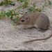 Baja Pocket Mouse - Photo (c) Alan Harper, some rights reserved (CC BY-NC)