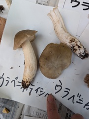 ウラベニホテイシメジ