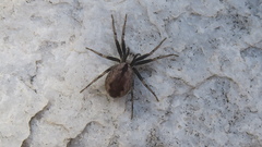 Thanatus sabulosus