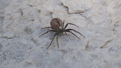 Thanatus sabulosus