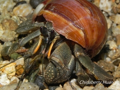 Coenobita cavipes