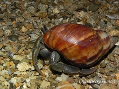 Coenobita cavipes