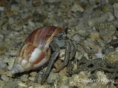 Coenobita cavipes