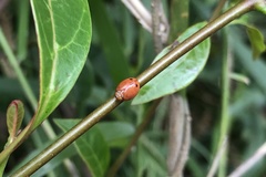 Hemisphaerius formosus