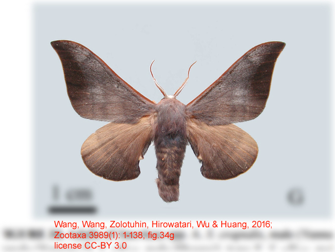 Smerkata brechlini