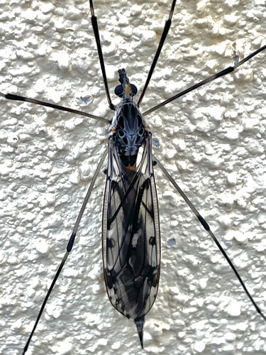 Unknown species found near Graystone Rd, Warrenton, VA, US