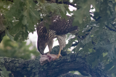 Accipiter cooperii