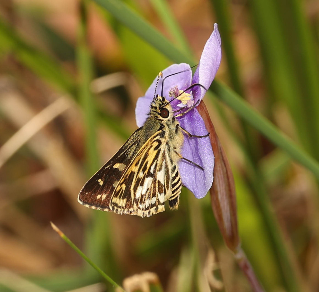 Golden Sedge-skipper
