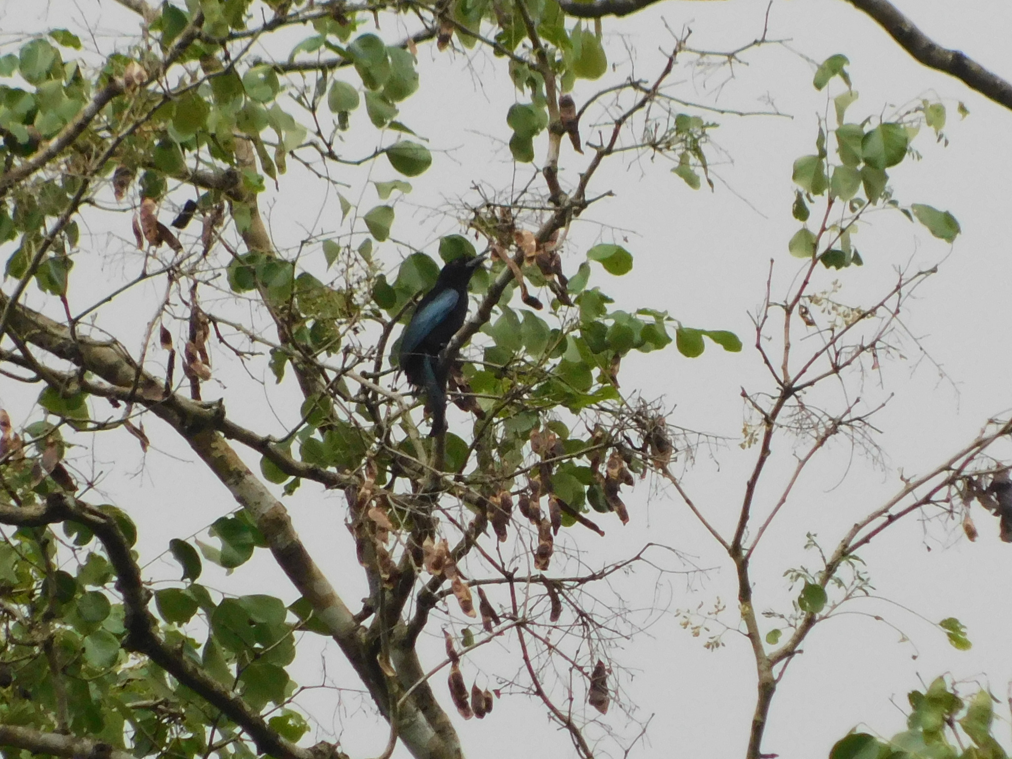 Wallacean Drongo (Dicrurus densus), photo 2