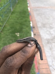 Pholidobolus montium