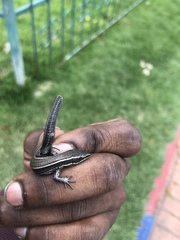 Pholidobolus montium