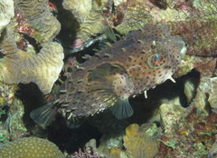 Chilomycterus antennatus