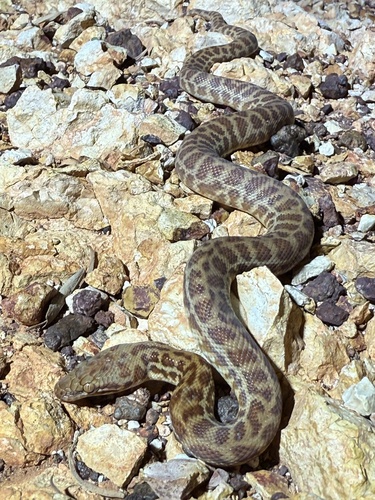 Children's Python sighting