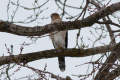 Accipiter cooperii