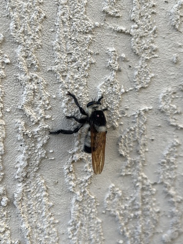 Unknown species found near W New York Ave, Orange City, FL, US