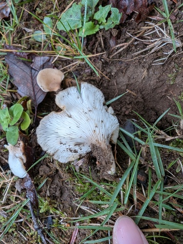 Hohenbuehelia petaloides