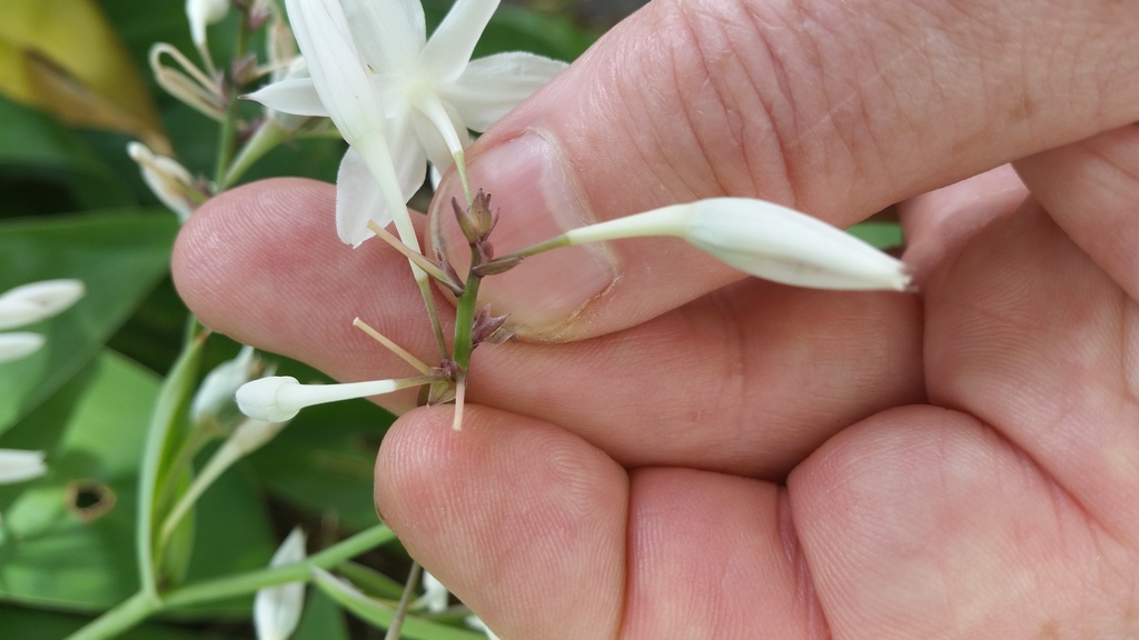 Arthropodium bifurcatum (Arthropodium bifurcatum)